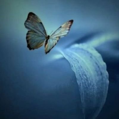 Love to live a free life, just like a bird in the sky........