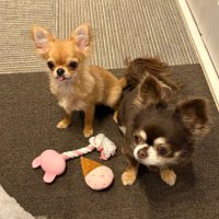 チワワのチョコとリン (@chocoandrin) 's Twitter Profile