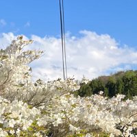 ぼくのんち！ (@izvwctxwos46598) 's Twitter Profile Photo