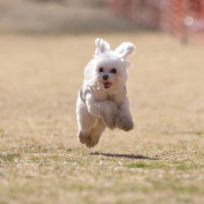 andymori、UNISON SQUARE GARDEN、秋山黄色、THE KEBABSを筆頭にライブ、フェスが好きで、猫、犬、船も好きです、よろしくお願いします。韓国へ単身赴任中。