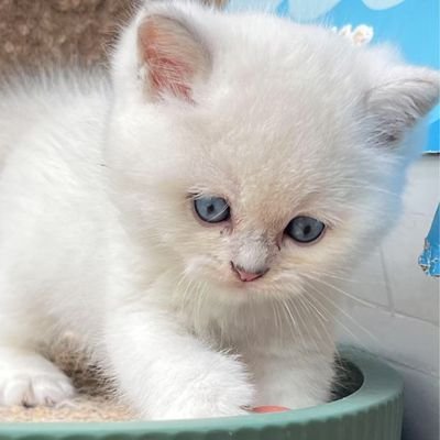 ccy6181's profile picture. True happiness comes from belonging.
only 💙ZEENUNEW🧡