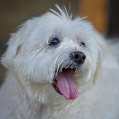 LeVuongle63's profile picture. 