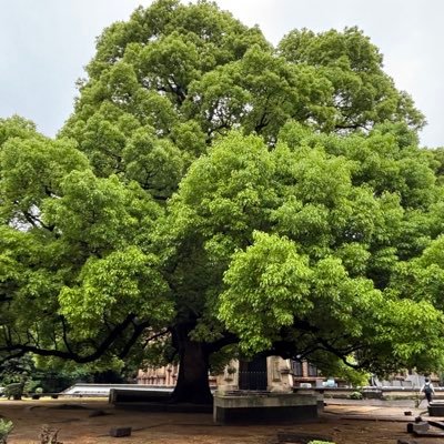 中野区の木陰(樹冠被覆率)を増やして夏を生きられる都市に!夏の路面温度は50度超、木陰の路面温度は20度低くなります。木陰のまち中野を一緒につくりませんか。