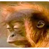 Exasperated (@trottercli99971) 's Twitter Profile Photo Exasperated (@trottercli99971) 's Twitter Profile Photo