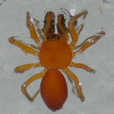 クモ、昆虫、貝
