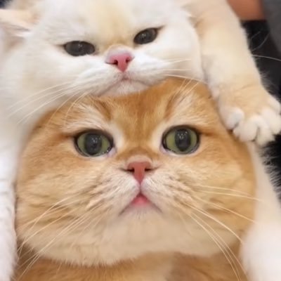 ʚི 15/17👍🏻 ᵋ Siblings❤️ ᵋ #RTC ᵋ Christian / Turkish🙏🏻 ᵋ Content Creators🤗 ᵋ 5.3K followers both accs! 🤭 ʚི DMS Opened 😇 ᵋ (Talya& Jake :) :3) #BaconArmy