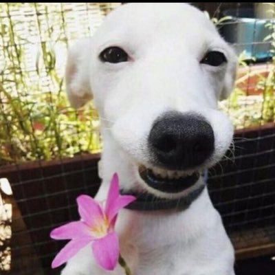 gvmezam Profile Picture