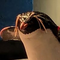 まぎい (@magiii_spp) 's Twitter Profile