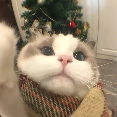 _liushuyan's profile picture. 