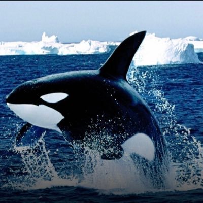 PL4yba3k's profile picture. Najważniejszą wolnością jest wolność po słowie