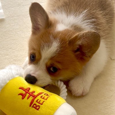 corgihop's profile picture. ビール犬（びあけん）コーギー男の子♂ 名前はホップくんです🍺
コーギー好きの人、主さんお友達募集中🍞
YouTubeでも動画あげてるのでよかったら見てください
 #コーギー #corgi
