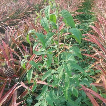 FengZ74827's profile picture. Taiwan is my country.

And I will never apologize for being a Taiwanese.

BTW,I'm Gay.