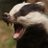 barktherandom's profile image