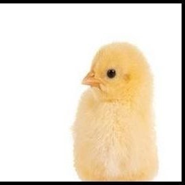 hoone3561's profile picture. 