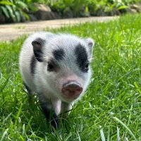 Princess Petunia | Fan Page (@thepetuniaonsol) 's Twitter Profile