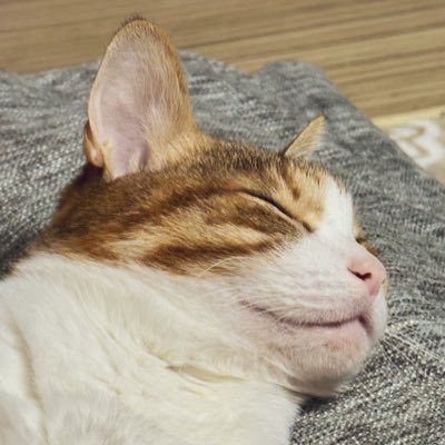 みらい🐾さんのプロフィール画像