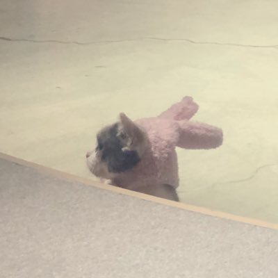 無節操に