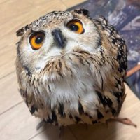 原付もっくす (@denkimokuroh) 's Twitter Profile