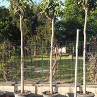 giacomo favuzza (@giacomofav12879) 's Twitter Profile Photo