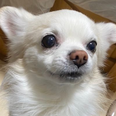 しいさんだよ。さんのプロフィール画像