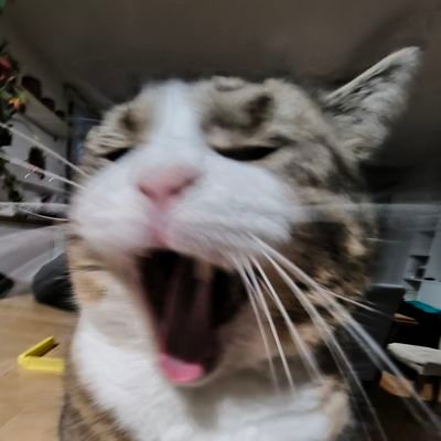 vivilawg's profile picture. Roblox UGC creator. I do alot of stuff

I speak French Spanish and English

DM me if you have any questions