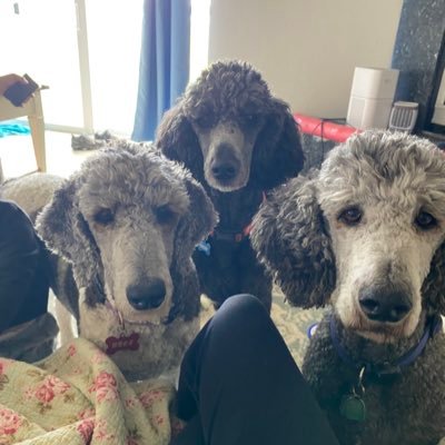 bbtpoodles's profile picture. Stay at home mom and wife . Rasing my child and taking care of my Standard Poodles  Bree, Bear, and Tesla.