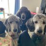 bbtpoodles's profile picture. Stay at home mom and wife . Rasing my child and taking care of my Standard Poodles  Bree, Bear, and Tesla.