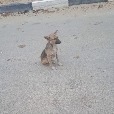 My name is Ramzi from Gaza, Palestine. I lost one of my sons in this war. I have 6 sons and I live in a tent. Please help me and donate to me via the link 👇