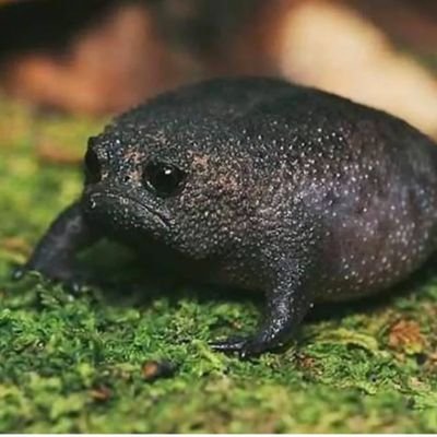 OzenBasturk's profile picture. uyku perisi