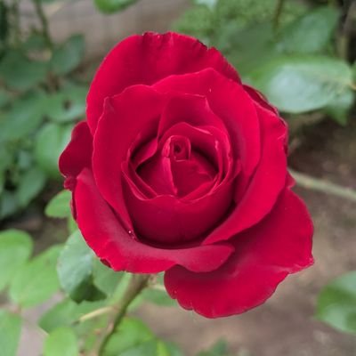 はがねてつろ⋈さんのプロフィール画像