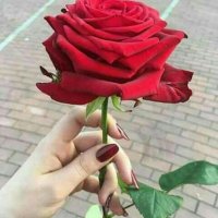 حًنِيِّنِ 🇸🇦🇸🇦🌹 (@hein652) 's Twitter Profile