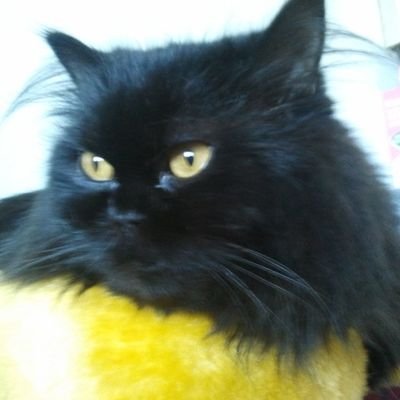 Adoro a mi precioso gato Teo, que está en el cielo de los gatitos lindos. Soy licenciada en Filología Inglesa. 😻😻😻