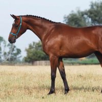 Raff THE HORSEMEN (@raff2577722920) 's Twitter Profile