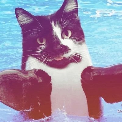 19| Your local bisexual idiot | nsfw, pedo, zoo, proship dni| 16+ and suggestive rts