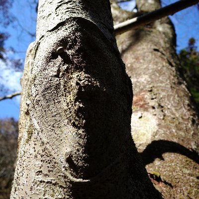 OjJVDT1Q3xMZY6O's profile picture. 草木の花の写真を撮っています。
季節の移ろいを楽しんでもらえたらうれしいです。