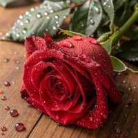 rreesie1 (@rreesie1) 's Twitter Profile
