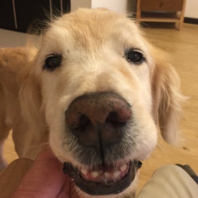 how0922jp's profile picture. ゴールデンレトリバー、ポケモン、スヌーピー、電車が好きで現在ポケモン活動休止中ですが、同じ趣味の友達ができたら嬉しいです☺️ 無言フォロー大歓迎です😁 宜しくお願いします🙇 いいね&無言フォロー失礼します🙇