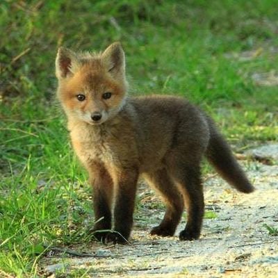 JadeDragon__'s profile picture. either im right or im lying