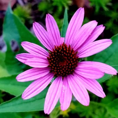 Myskat32's profile picture. I'm a Mom, a dreamer, a music lover, an activist, part Buddhist, part Pagan, and a LGBTQIA+ ally.  I'm roaming the universe in search of kindred spirits🌞💜🧷🕯