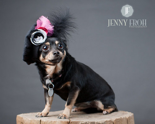 FunkyBlackDog's profile picture. 