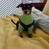 JosephinetheCh1's profile picture. I'm a rescued little guy who is now living his best life. I dedicate this account to my big sister Josephine who taught me so much and gave me her love.