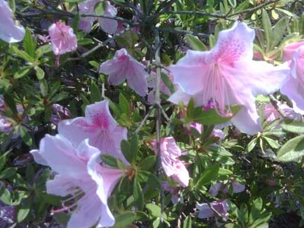 SoldByMargaret's profile picture. #REALTOR-Broker of #realestate, #foreclosures, #shortsales, #propertymanagement & #relocation to #Raleigh #Knightdale #Wendell & areas in #NorthCarolina