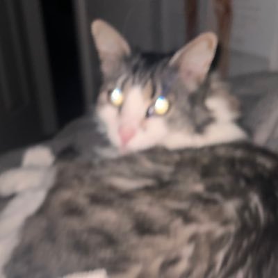 yxleii's profile picture. i like art