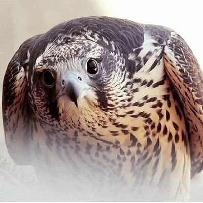 إن العطاء ليس مالاً فقط وإنما نحفظ الماء في الوجوه ونطيب الخواطر ونراعي الكرامات ،
فإن اراقة ماء وجه انسان كإراقة دمه.!
#الفاروق_عمر