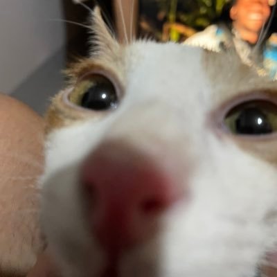 mspotatooohead's profile picture. i love my cat 🫶🏻