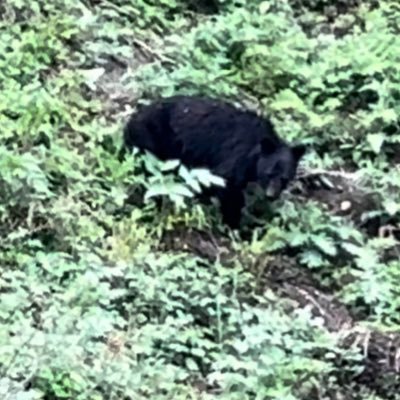 25さいのぺーぺーです。狩猟免許を取得して、今季から狩猟始めます! わからないことだらけなので、お手柔らかにお願いします🙇 オフショアの釣りもします!