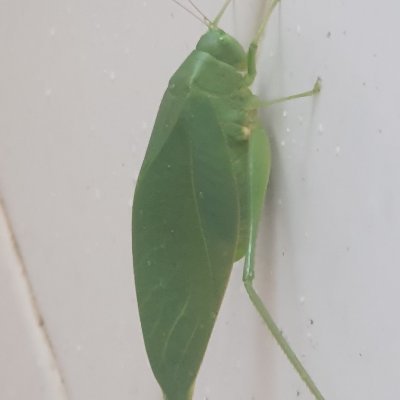 soybrasileiro_'s profile picture. 