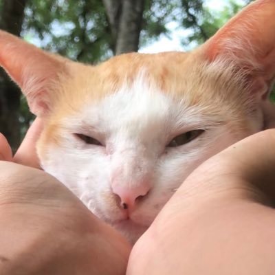 t0eY1477005's profile picture. 