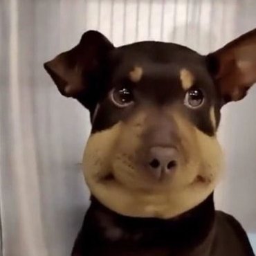 FigglebottomT7's profile picture. 22 - I make mods for Black Ops III