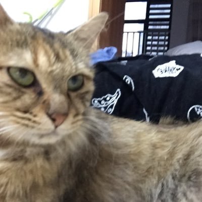 ZhangSh47828013's profile picture. a valid byte in a broken sector.